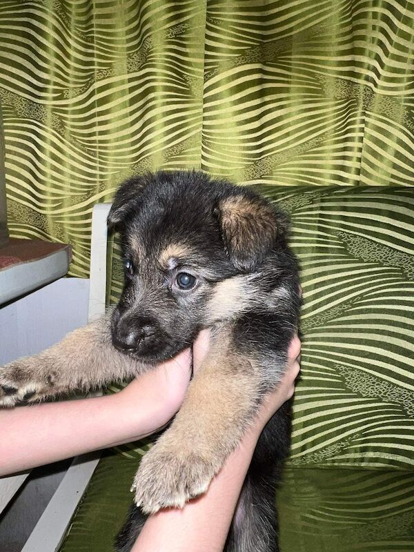 German Shepherd puppies for sale in Glasgow, City of Glasgow – KC registered, 2 years old - Image 7 of 7