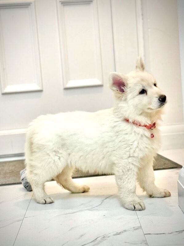 German Shepherd puppies for sale in Romford, London – KC registered, 7 weeks old