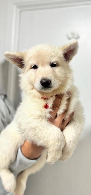 Kc reg white german shepherd female pup - Image 2 of 4