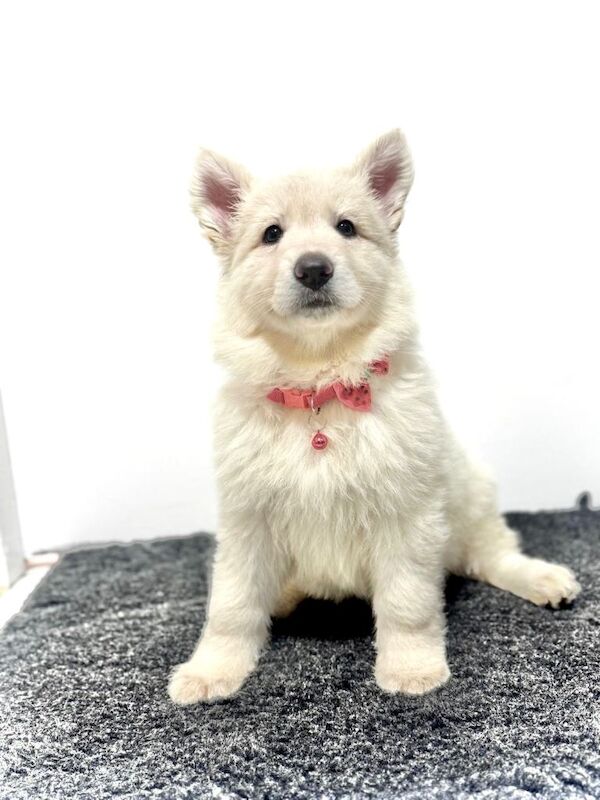 Kc reg white german shepherd female pup - Image 3 of 4