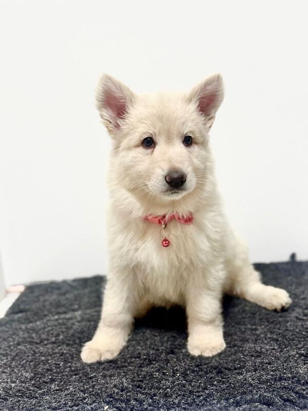 Kc reg white german shepherd female pup - Image 4 of 4