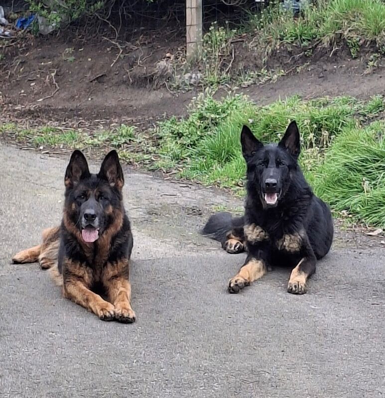 Kennel Club Registered German Shepherd Puppies For Sale