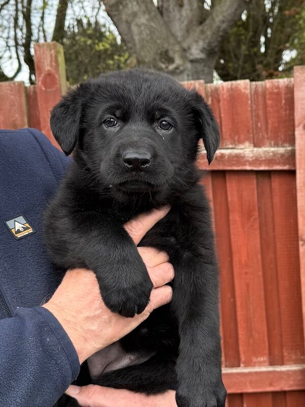 KC Reg Working line German Shepherd pups - Image 2 of 12