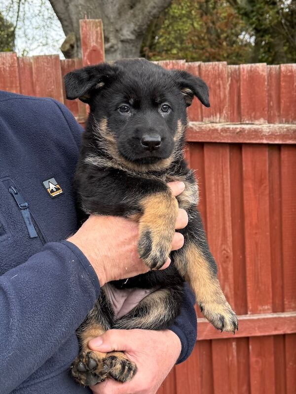 KC Reg Working line German Shepherd pups - Image 3 of 12