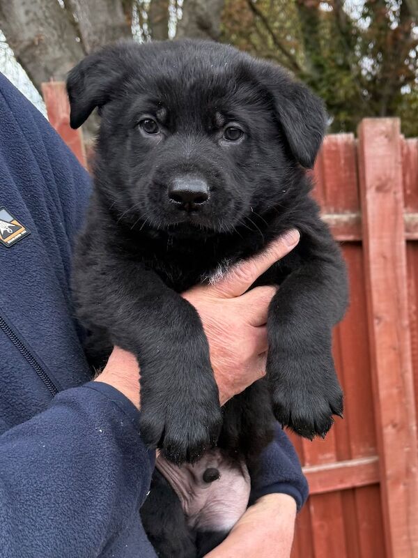 KC Reg Working line German Shepherd pups - Image 4 of 12