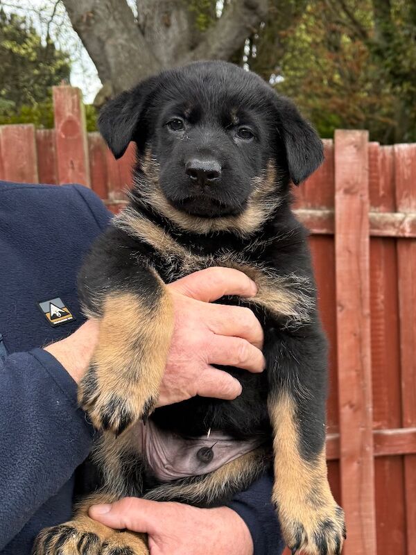 KC Reg Working line German Shepherd pups - Image 5 of 12