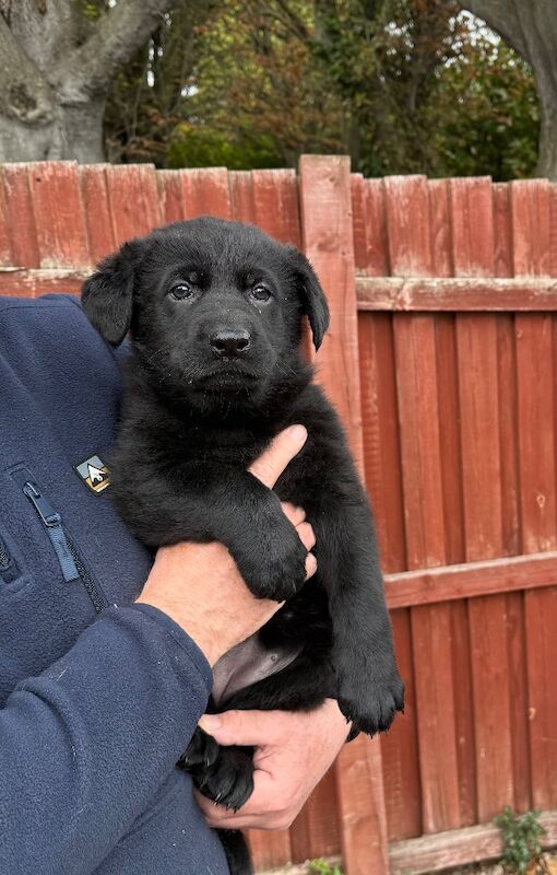KC Reg Working line German Shepherd pups - Image 6 of 12