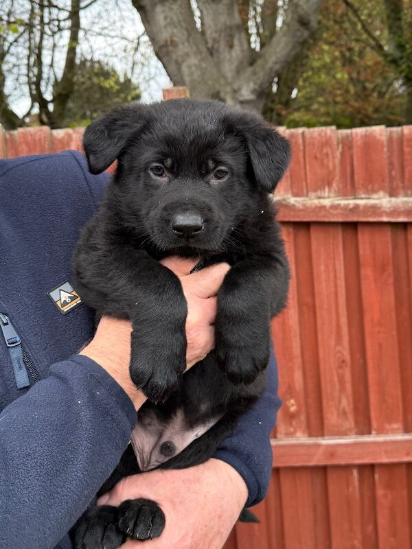 KC Reg Working line German Shepherd pups - Image 7 of 12