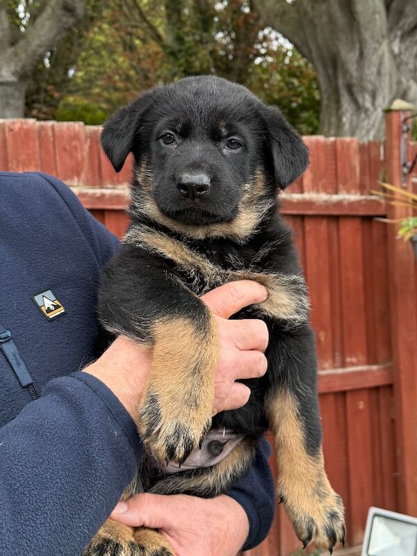 KC Reg Working line German Shepherd pups - Image 8 of 12