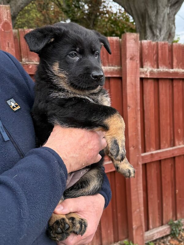 KC Reg Working line German Shepherd pups - Image 9 of 12