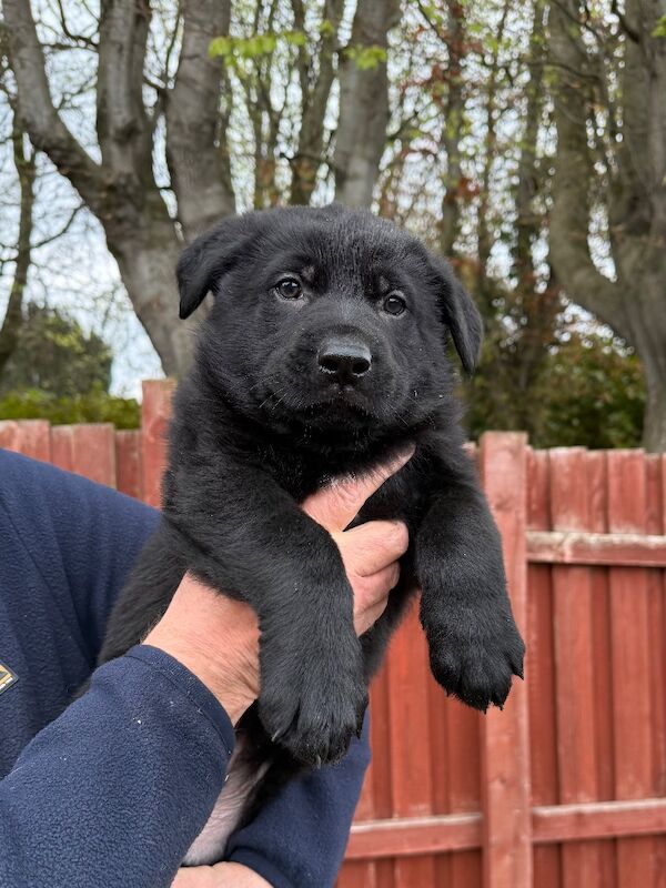 KC Reg Working line German Shepherd pups - Image 10 of 12