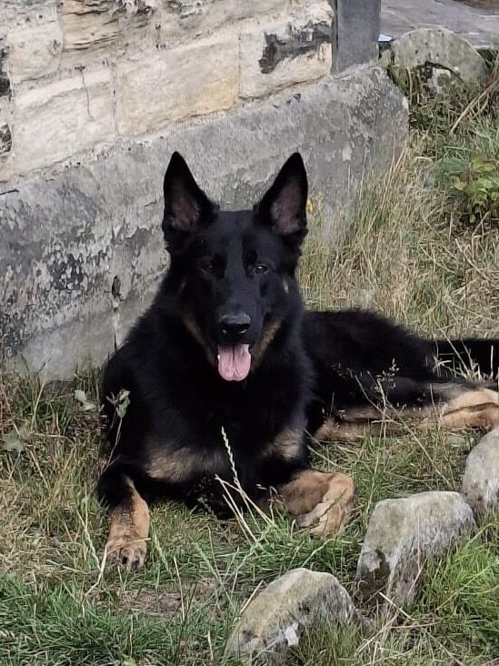 KC Reg Working line German Shepherd pups - Image 12 of 12