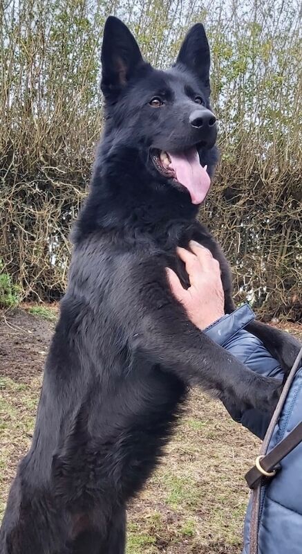 German Shepherd puppies for sale in Kirkcaldy, Fife – KC registered, 3 weeks old