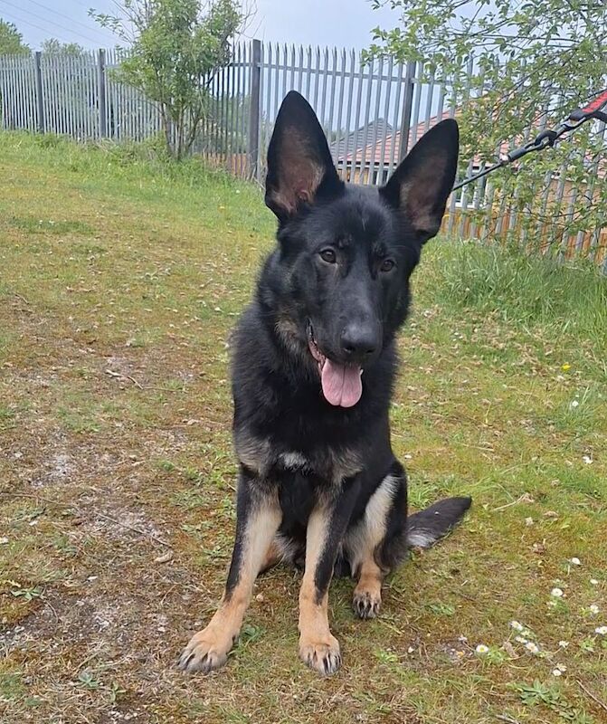 KC REG-Working Line Male 9 Months Old - Image 3 of 3