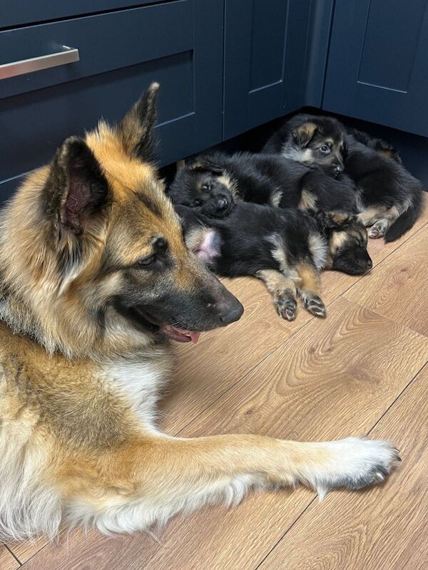 Kennel Club Registered German Shepherd Puppies For Sale