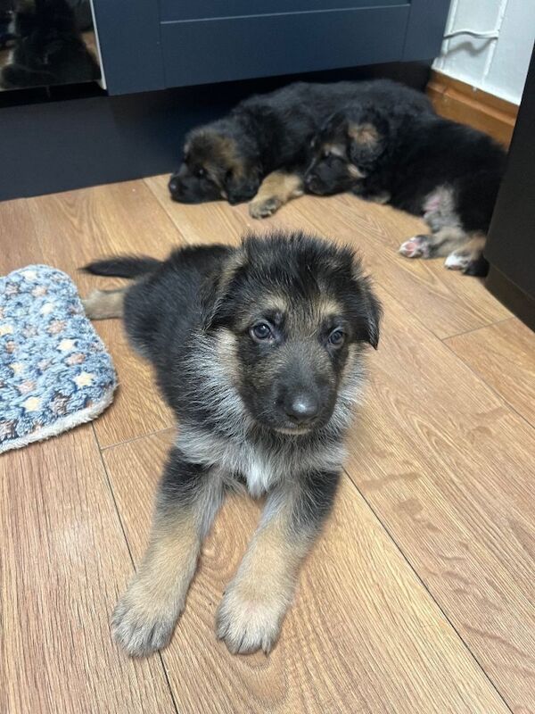 German Shepherd puppies for sale in Leyburn, North Yorkshire – KC registered, 6 weeks old - Image 2 of 3