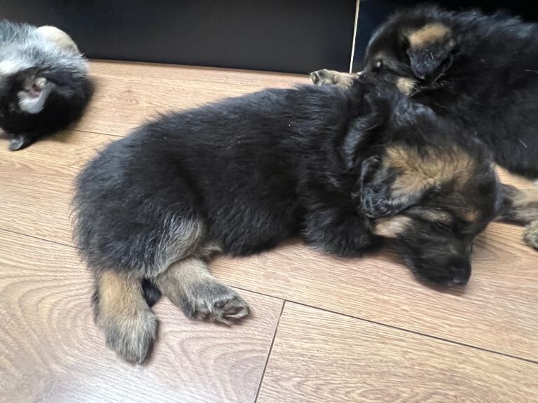 German Shepherd puppies for sale in Leyburn, North Yorkshire – KC registered, 6 weeks old - Image 3 of 3
