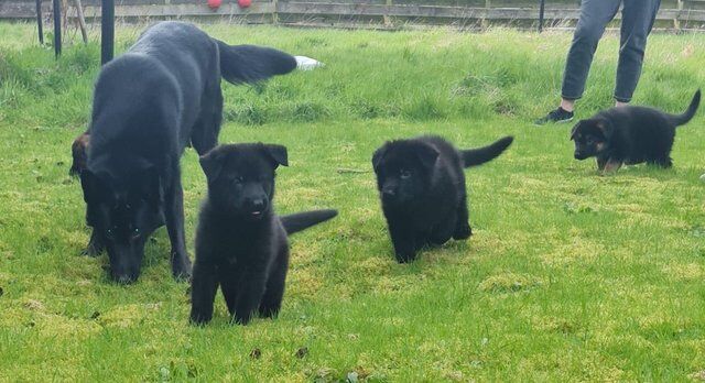 Kennel Club Registered German Shepherd Puppies For Sale