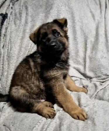 KC registered German Shepherd Puppies for sale in Perth, Perth and Kinross - Image 3