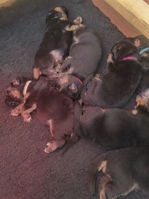 German Shepherd puppies for sale in Dunfermline, Fife – KC registered, 9 months old - Image 1 of 3