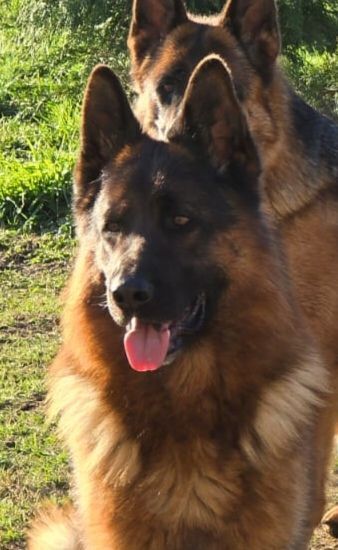German Shepherd puppies for sale in Dunfermline, Fife – KC registered, 9 months old - Image 2 of 3