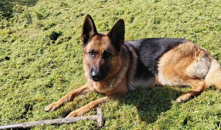German Shepherd puppies for sale in Dunfermline, Fife – KC registered, 9 months old - Image 3 of 3