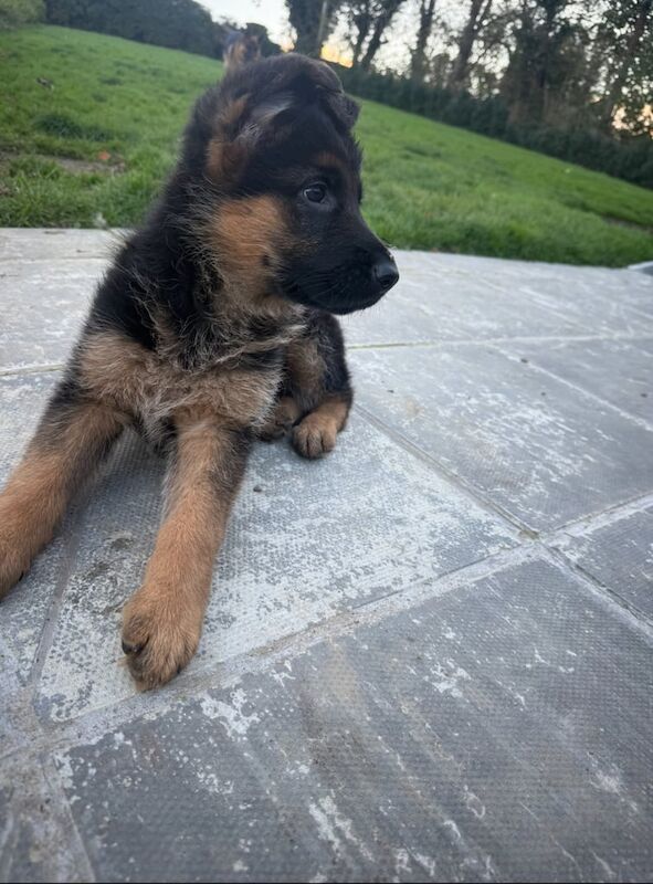 German Shepherd puppies for sale in Newry, County Armagh – KC registered, 9 weeks old