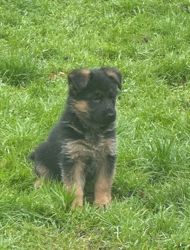 KC Registered German Shepherd Puppies - Image 2 of 5