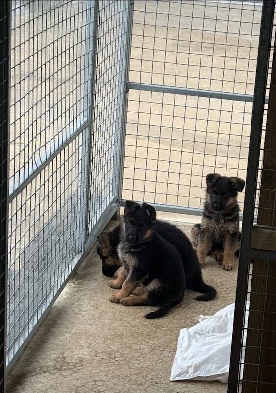 KC Registered German Shepherd Puppies - Image 3 of 5