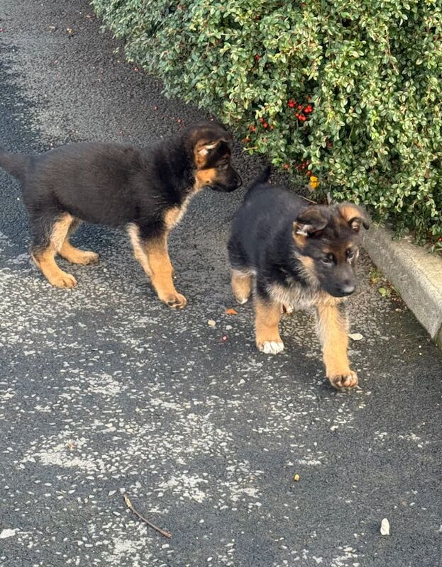 KC Registered German Shepherd Puppies - Image 4 of 5