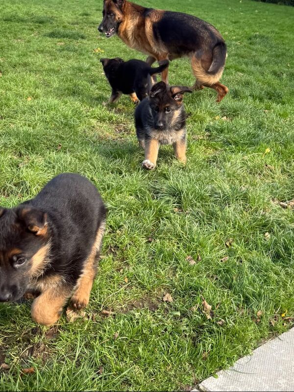 KC Registered German Shepherd Puppies - Image 5 of 5