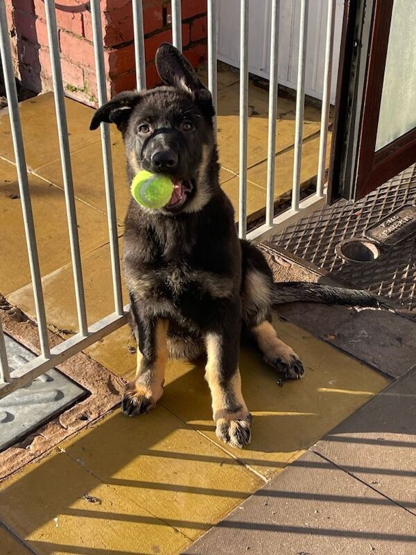 German Shepherd Puppies For Sale