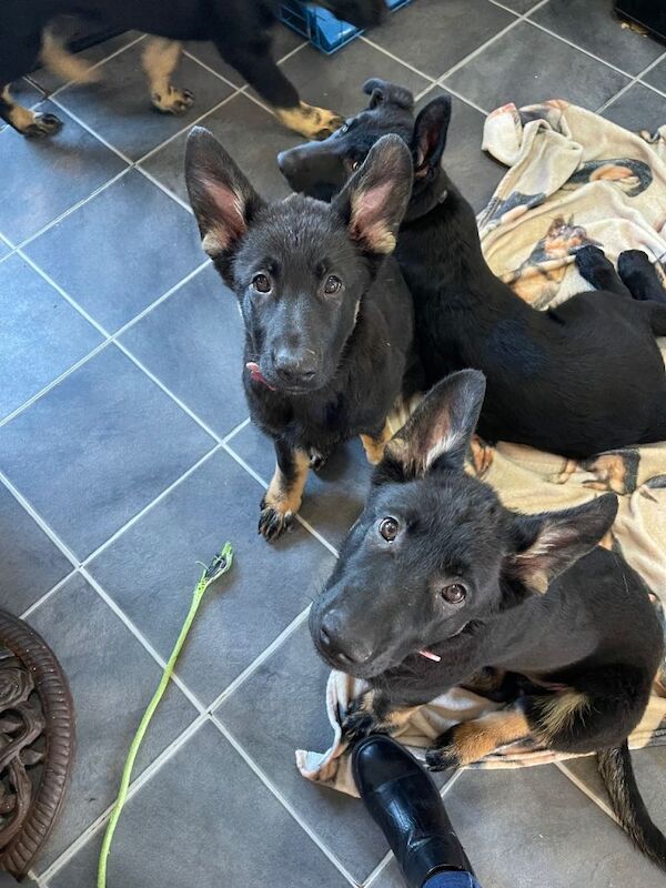 German Shepherd puppies for sale in Wednesbury, West Midlands – 4 months old - Image 2 of 6