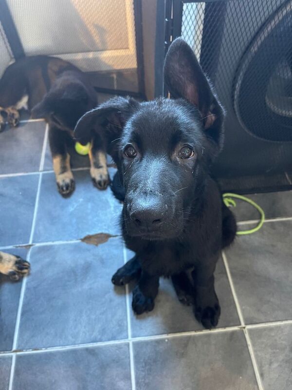 German Shepherd puppies for sale in Wednesbury, West Midlands – 4 months old - Image 3 of 6