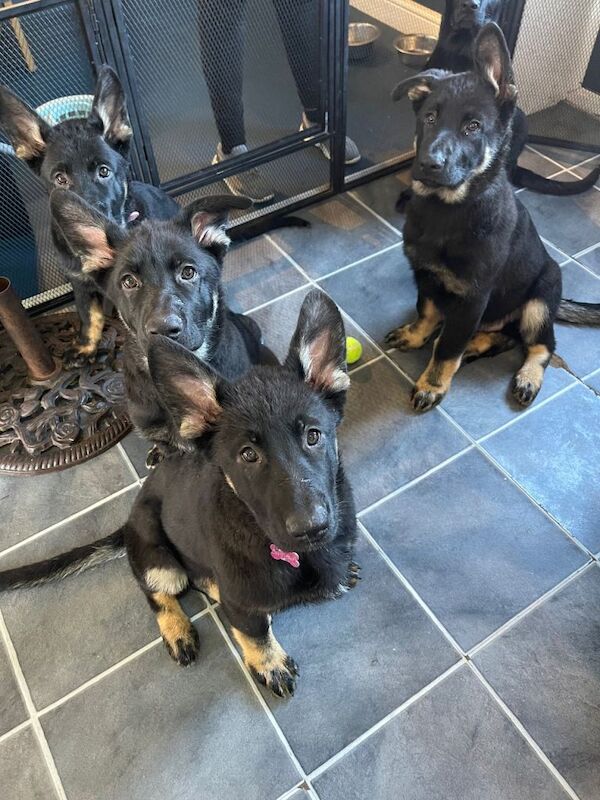 German Shepherd puppies for sale in Wednesbury, West Midlands – 4 months old - Image 4 of 6