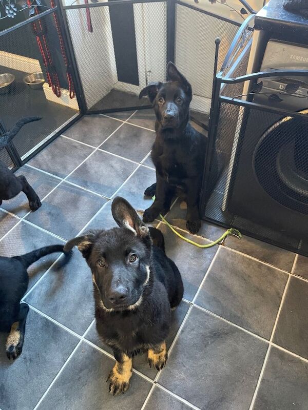 German Shepherd puppies for sale in Wednesbury, West Midlands – 4 months old - Image 5 of 6
