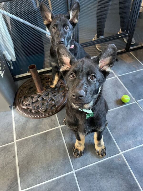 German Shepherd puppies for sale in Wednesbury, West Midlands – 4 months old - Image 6 of 6