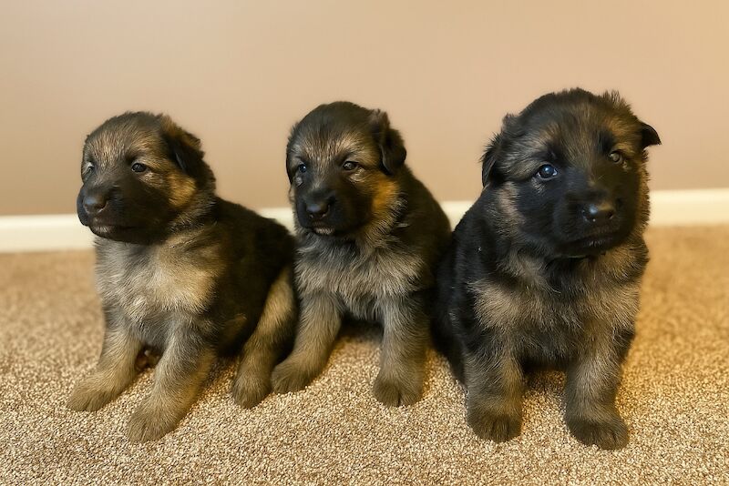 German Shepherd puppies for sale in Cleethorpes, Lincolnshire – KC registered, 4 weeks old