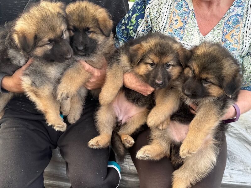 Kennel Club Registered German Shepherd Puppies For Sale