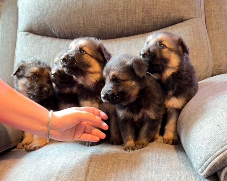 KC registered German shepherd puppies - Image 2 of 6