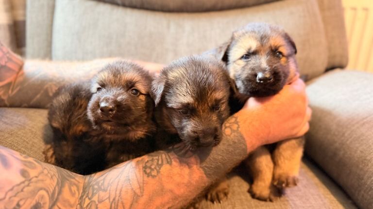 KC registered German shepherd puppies - Image 3 of 6