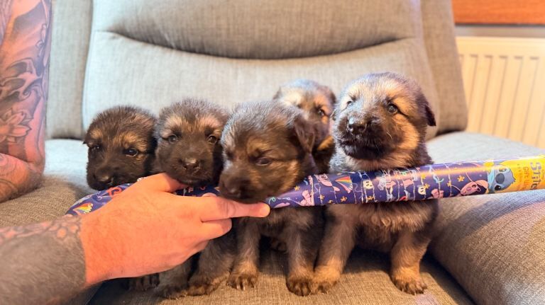 KC registered German shepherd puppies - Image 4 of 6