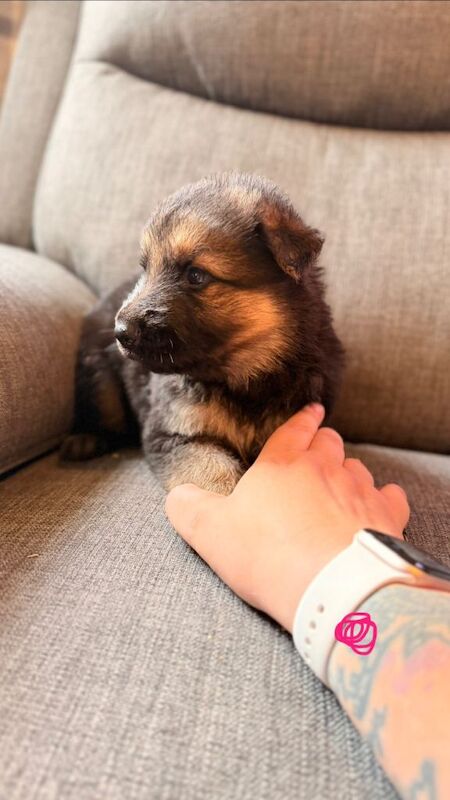 KC registered German shepherd puppies - Image 5 of 6