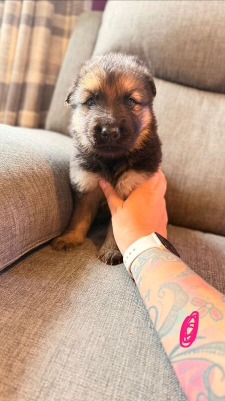 KC registered German shepherd puppies - Image 6 of 6
