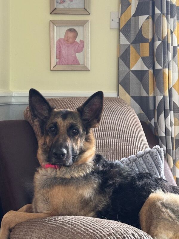 KC Registered German Shepherd Puppies