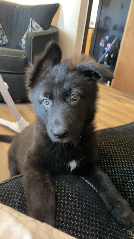 KC Registered German shepherd puppies