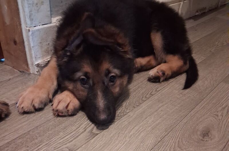 KC Registered German shepherd puppies
