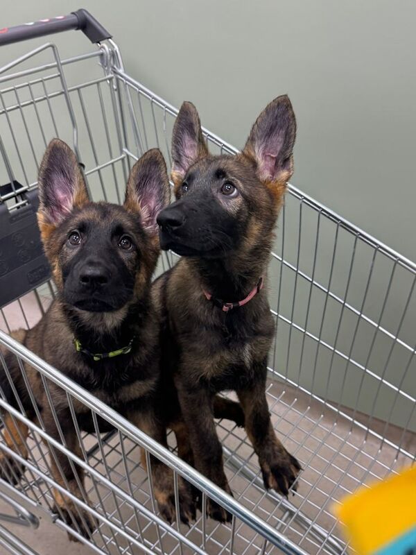 Kennel Club Registered German Shepherd Puppies For Sale