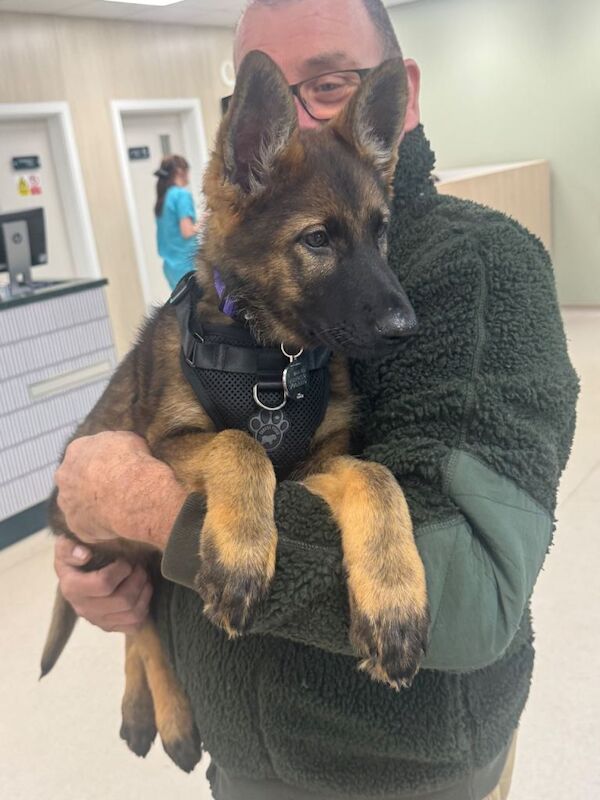 KC Registered German Shepherd Puppies Champion Line - Image 2 of 3
