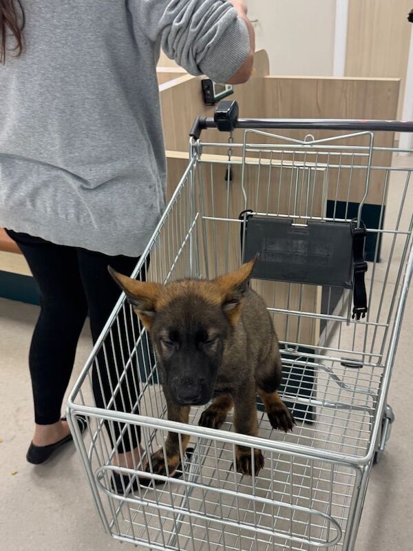 KC Registered German Shepherd Puppies Champion Line - Image 3 of 3